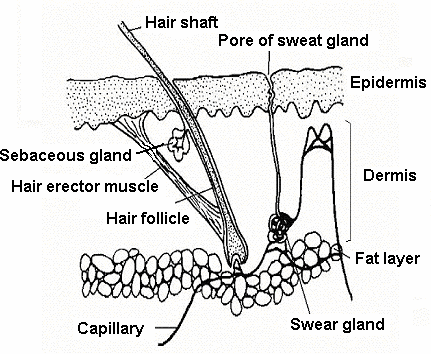 SCIENCE REVISION NOTES STD 7 - 8 - Teacher.co.ke