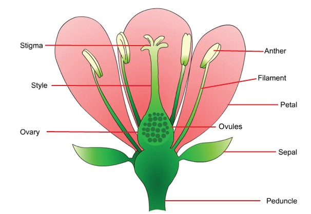 Primary Science Plants Notes Standard 4-8 - Teacher.co.ke