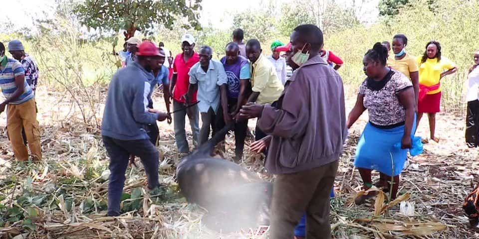 Drama in Meru as Enraged Parents Slaughter 2 School Bulls. [Photo/Courtesy]