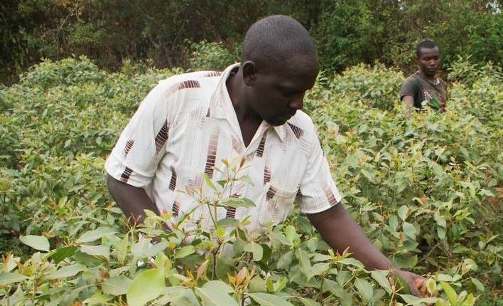 Miraa farmer going through his farm. Children in Embu county have been reported to be forced into child labor depriving them of study time