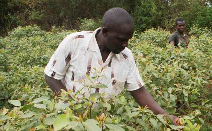 Miraa farmer going through his farm. Children in Embu county have been reported to be forced into child labor depriving them of study time