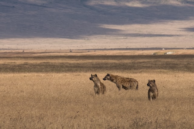 Hyenas killed Grade 3 pupil