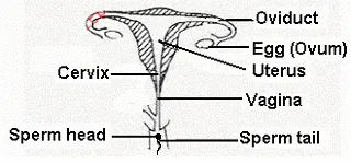 Fertilization In Human Beings