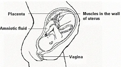 Foetus In Womb