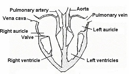Heart Structure