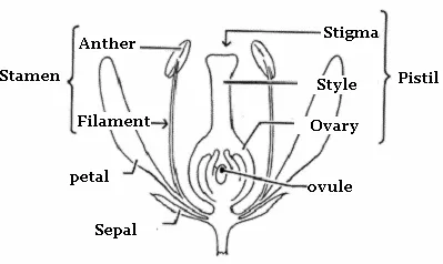 Parts Of A Flower