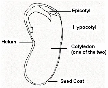 Parts Of A Seed