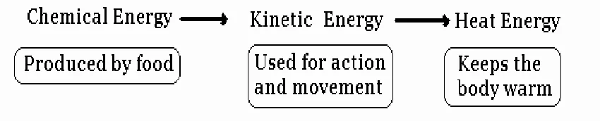 Transformation Of Food Into Energy
