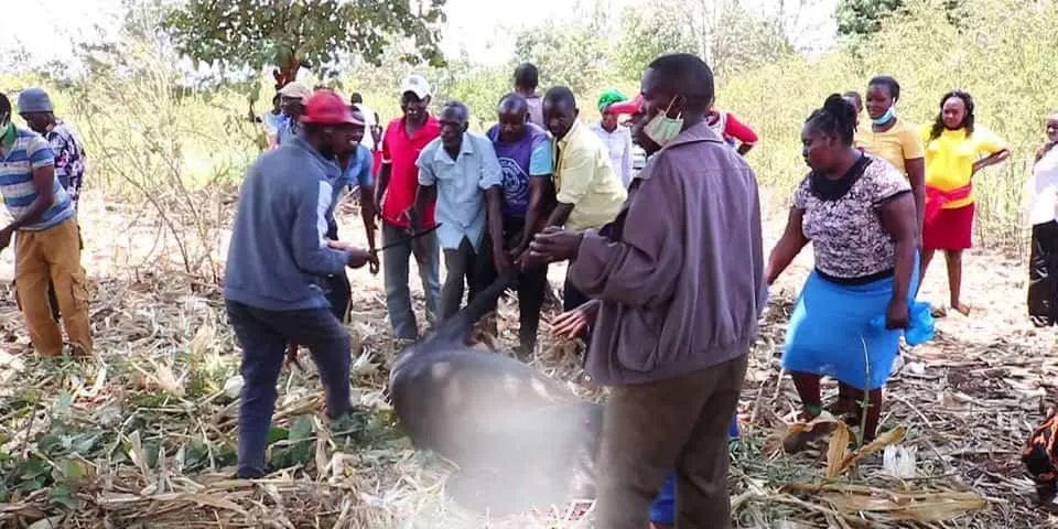 Drama in Meru as Enraged Parents Slaughter 2 School Bulls. [Photo/Courtesy]
