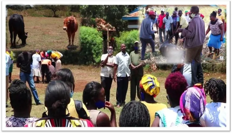 Mbjaone Primary School During The Feast They Held After They Slaughtered The Schools Bulls Over Claims Of Mismanagement Of School Funds