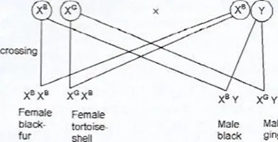 020621 1814 2019KCSEBIO6