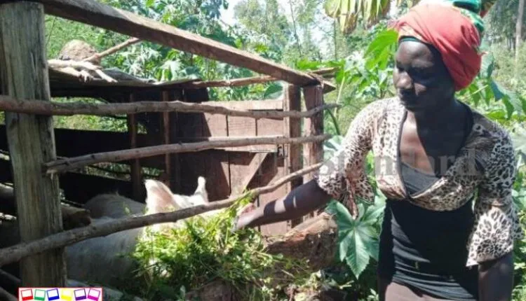 Milly Nafula Gets Offered A Scholarship From MKU 14 Years Since She Sat For Her KCSE Examination Attaining Grade A 