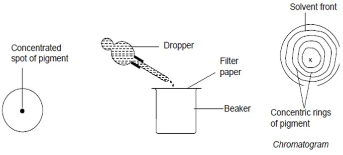 050422 2005 SIMPLECLASS18