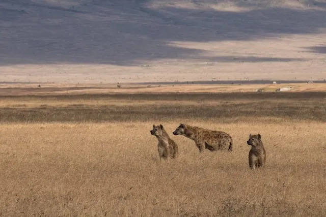 Hyenas killed Grade 3 pupil