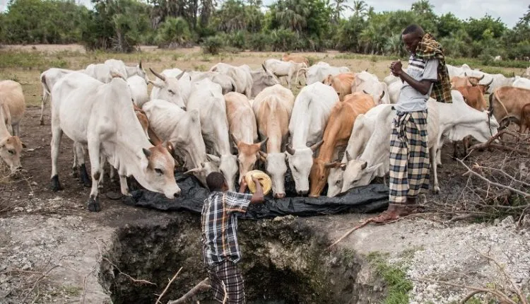 Tana Region has been hit with drought leading to may learners dropping out of school